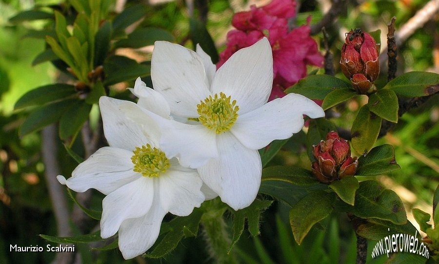 12 Pulsatilla Alpina.JPG